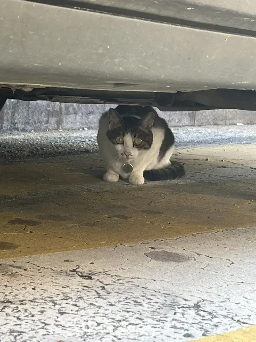 태릉고 주변 고양이 돌아다녀요